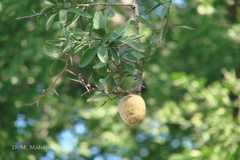 Balanites aegyptiaca